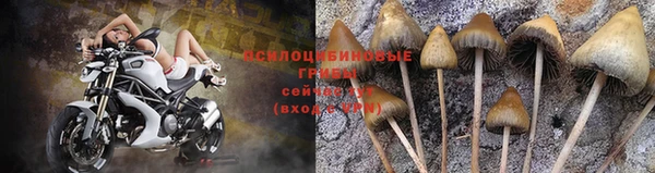 гашик Алзамай
